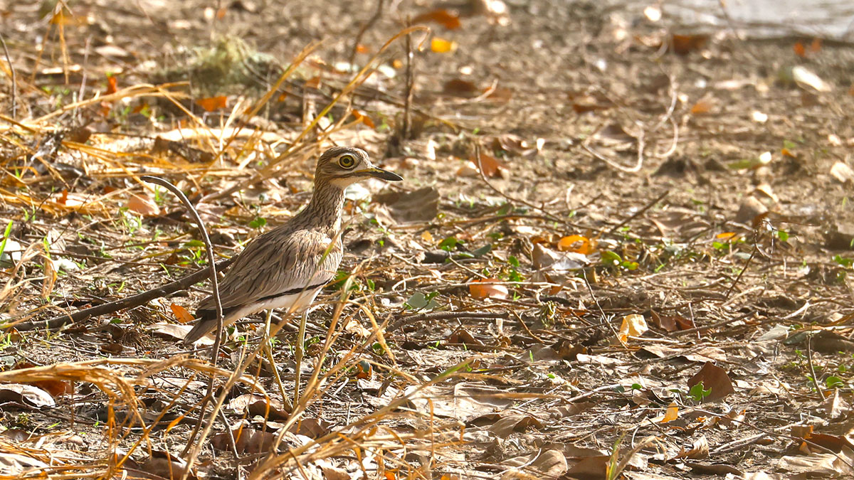 Senegal Thick-knee